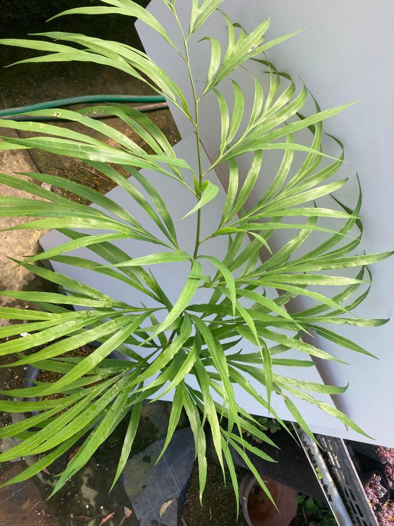 デバオェンシス