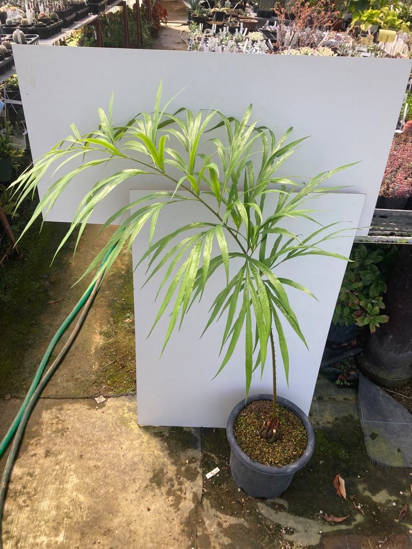 デバオェンシス