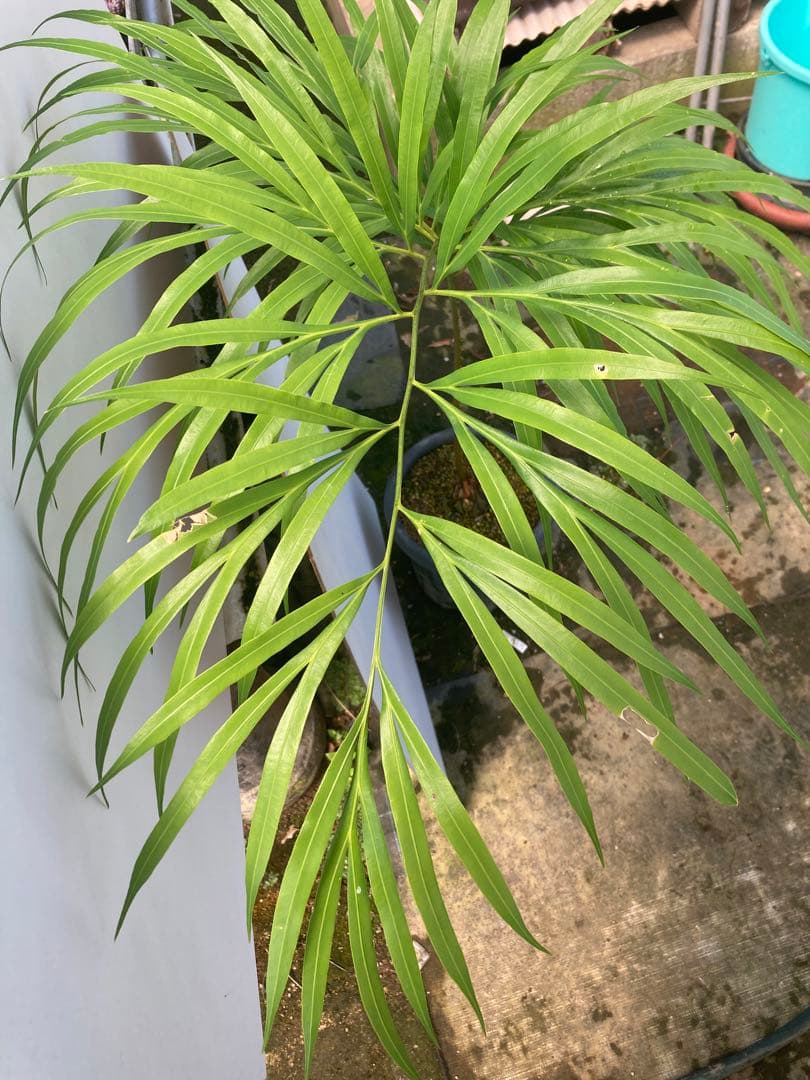 デバオェンシス