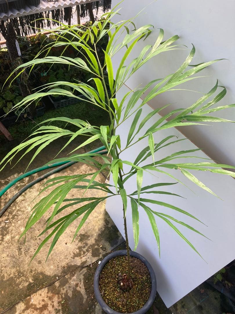 デバオェンシス