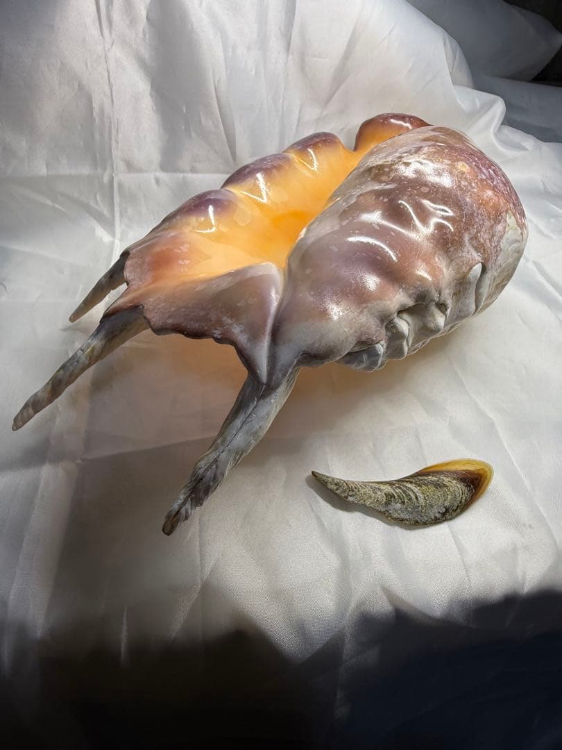 貝殻(沖縄の青い海の宝)ラクダガイ