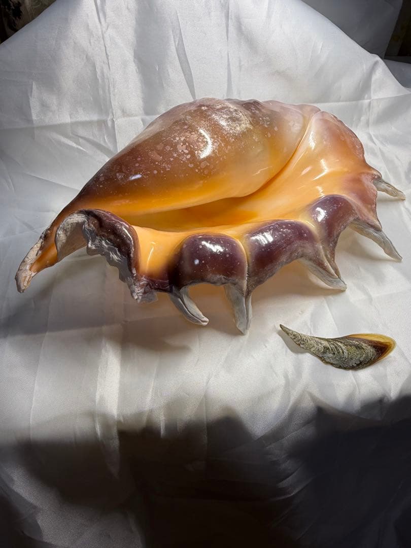 貝殻(沖縄の青い海の宝)ラクダガイ