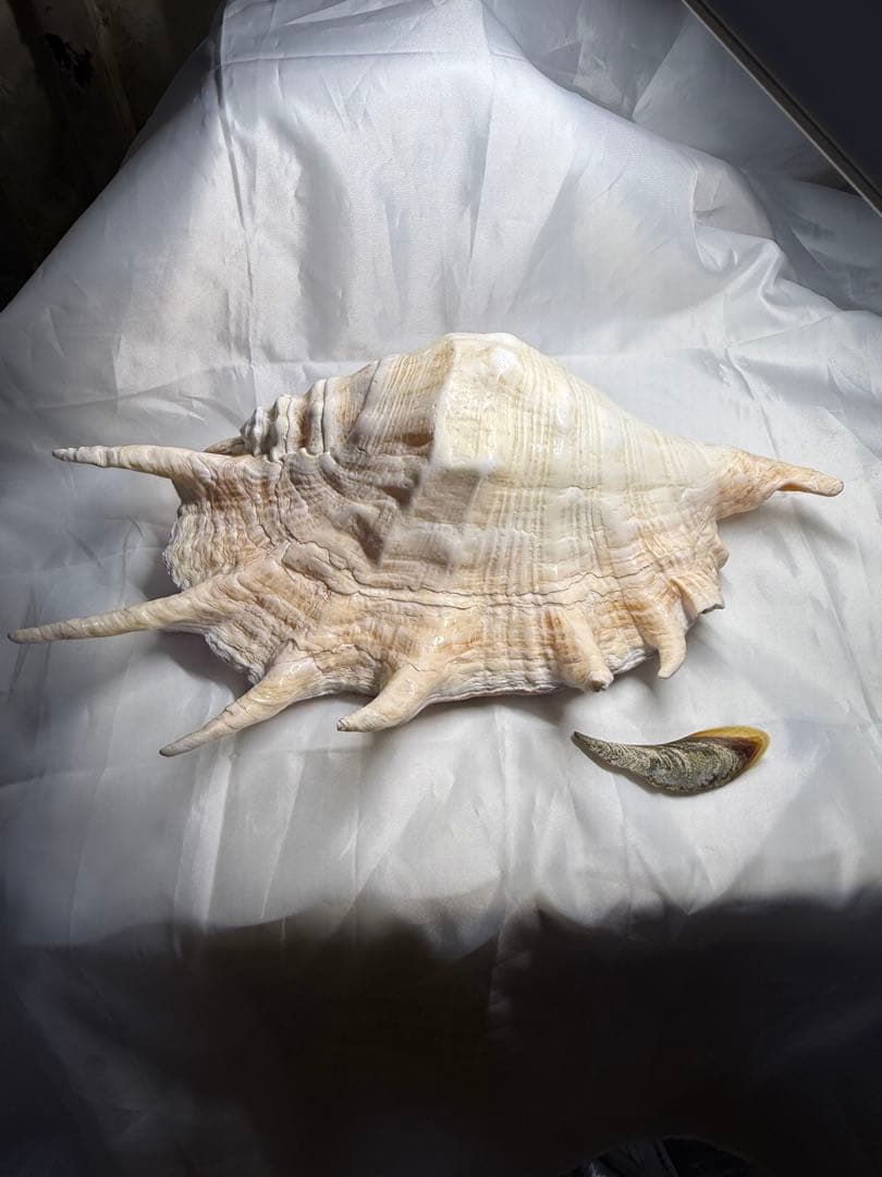 貝殻(沖縄の青い海の宝)ラクダガイ