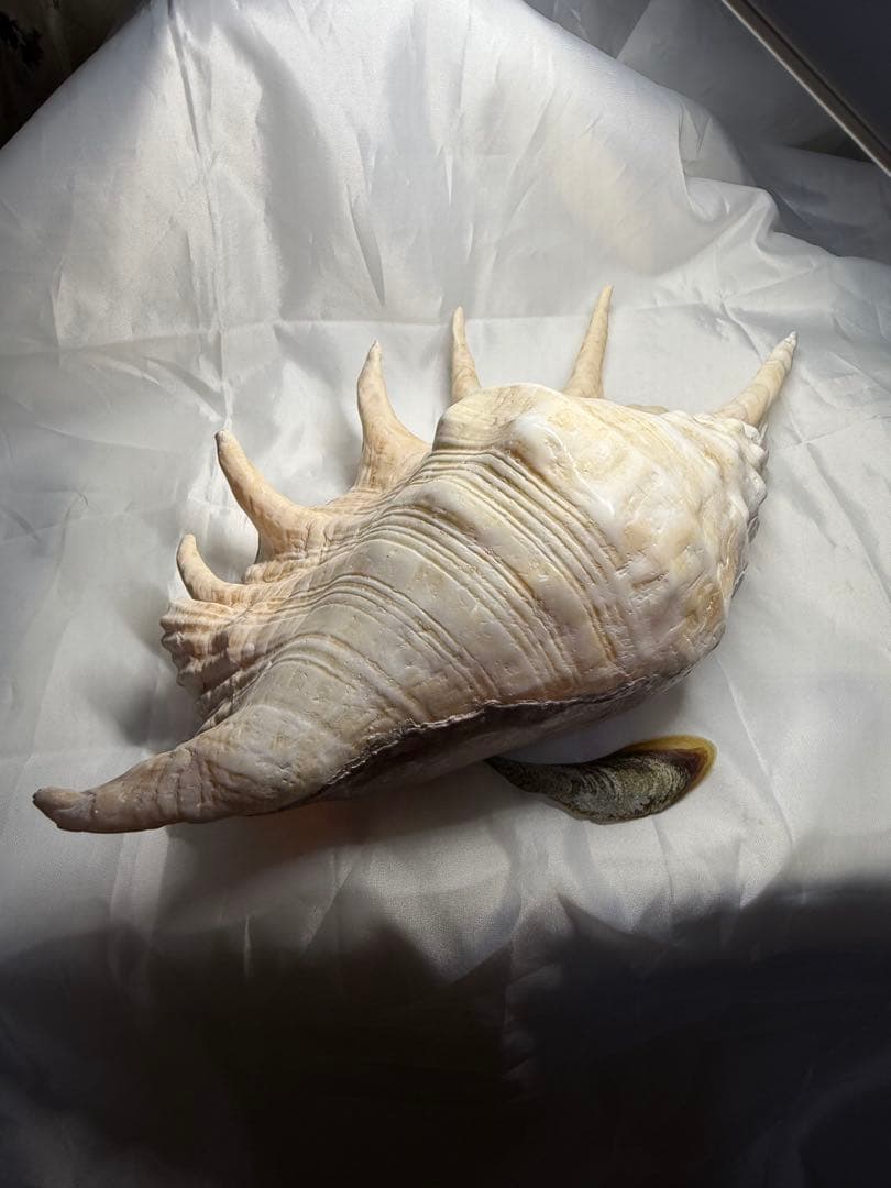 貝殻(沖縄の青い海の宝)ラクダガイ