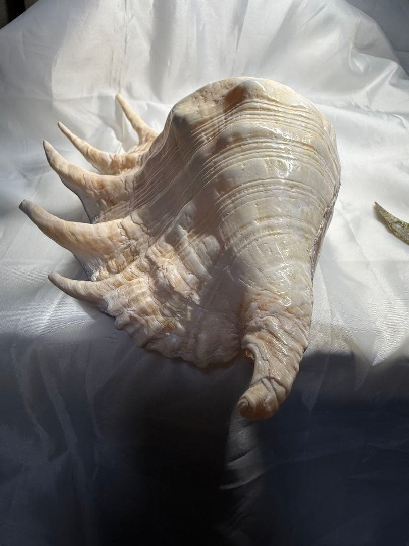 貝殻(沖縄の青い海の宝)ラクダガイ