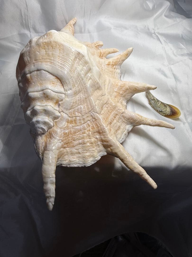 貝殻(沖縄の青い海の宝)ラクダガイ