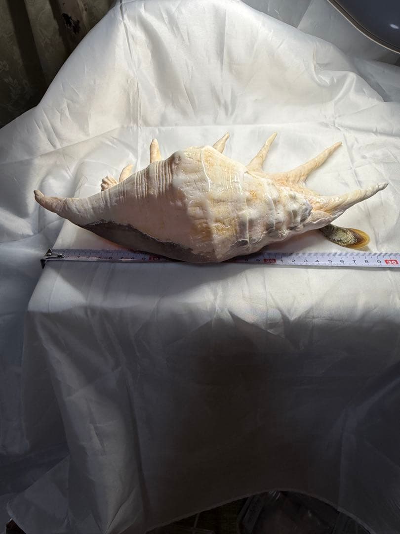 貝殻(沖縄の青い海の宝)ラクダガイ