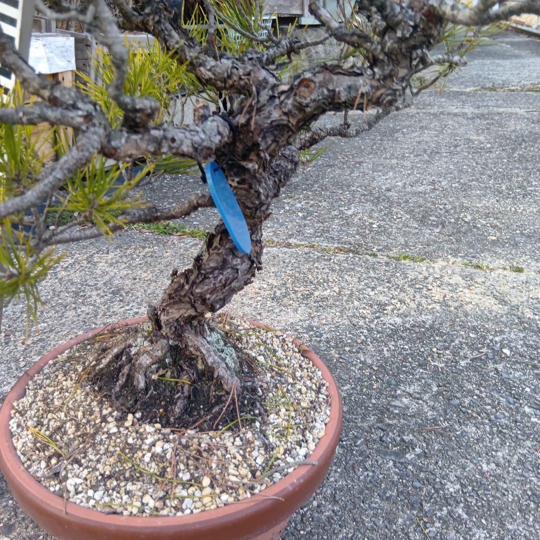 黒松（山木かなり年数持ち込み古い） - メルカリ