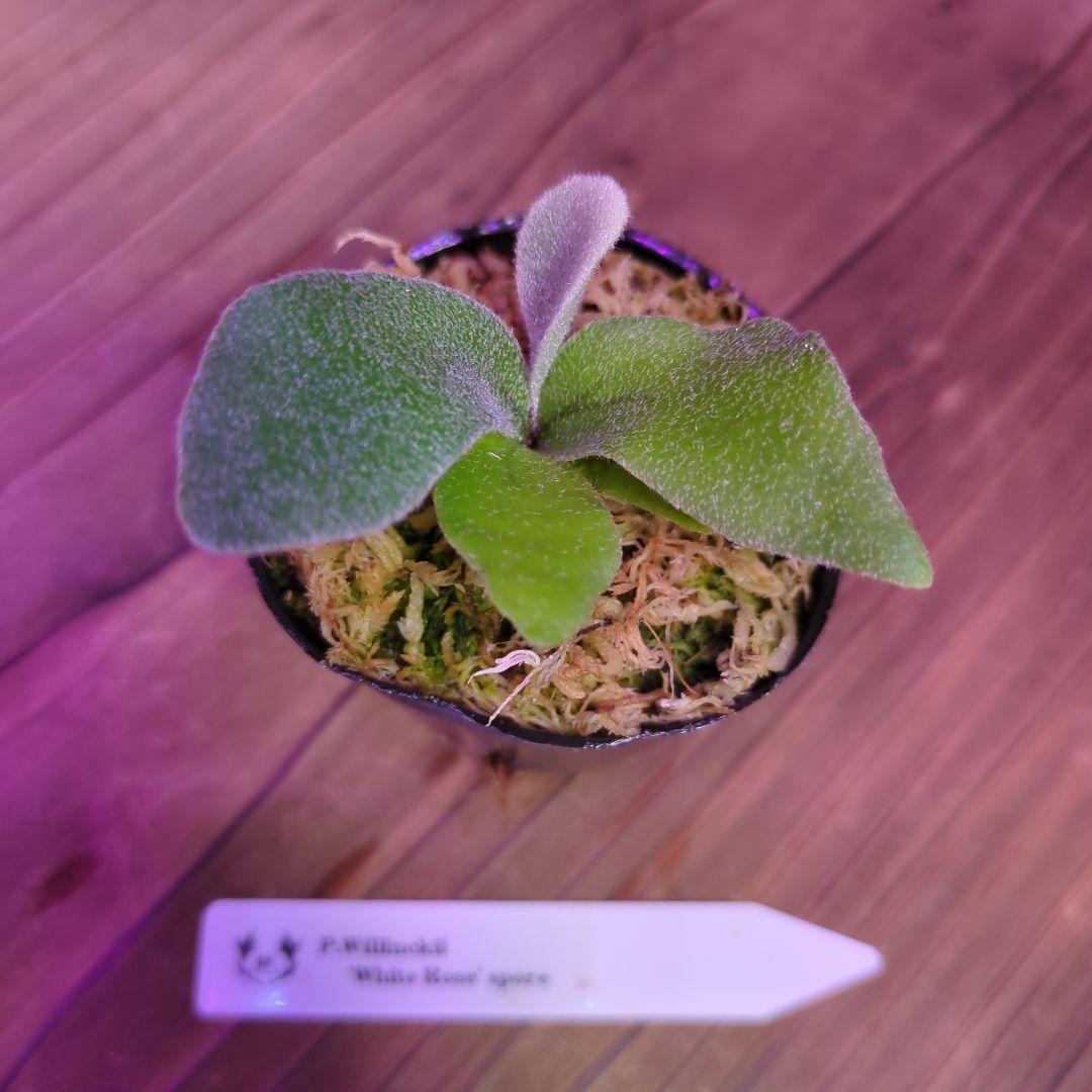 1セット限定出品】胞子培養株6種セット/ビカクシダ - メルカリ