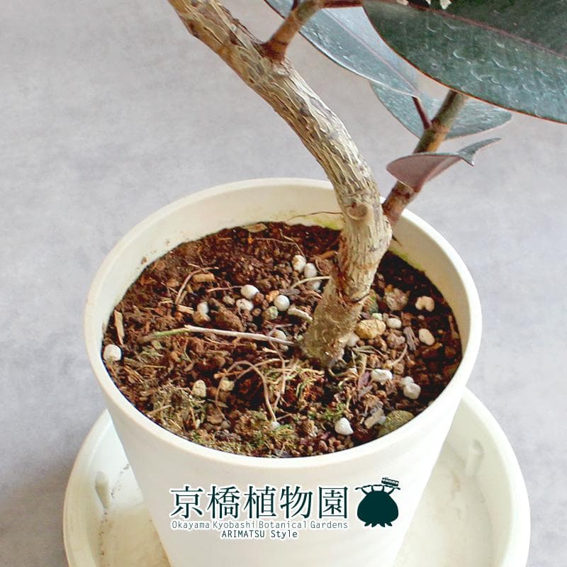 現品】フィカス・バーガンディ/ブラックフィカス 曲がり 7号 白鉢（2