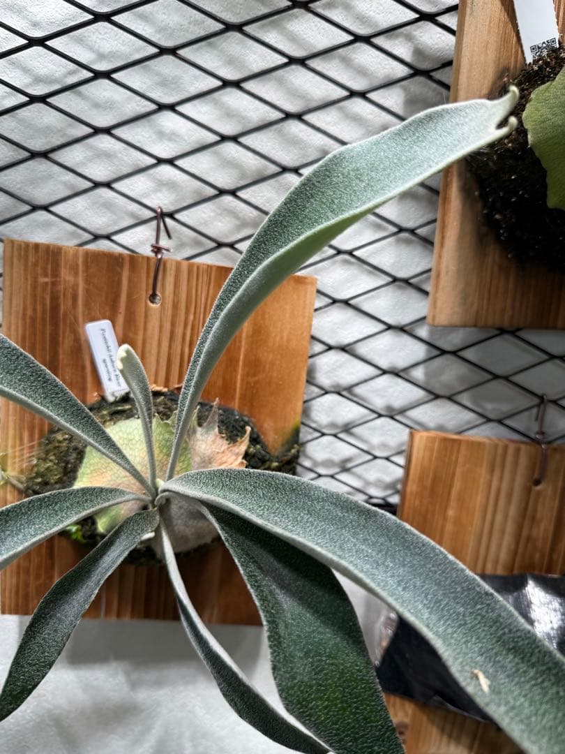 ビカクシダ P.veitchii cv Auburn  spor