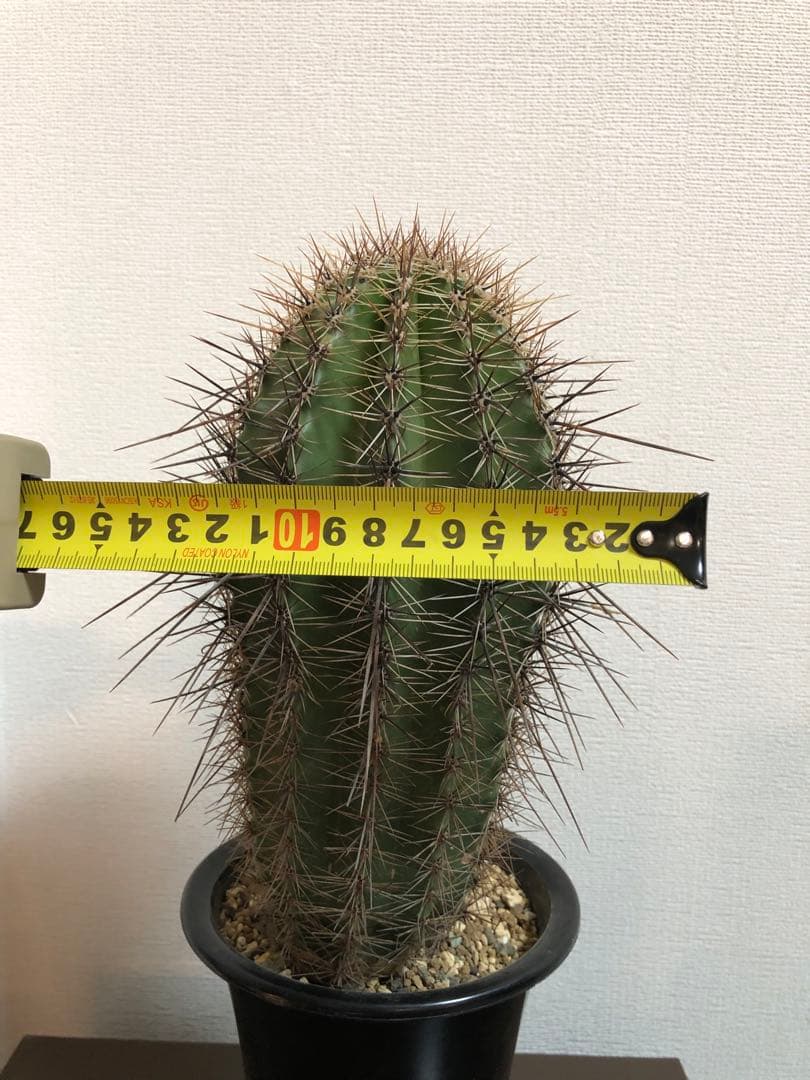 弁慶柱 Carnegiea gigantea ドライガーデン向き 耐寒性有り - メルカリ