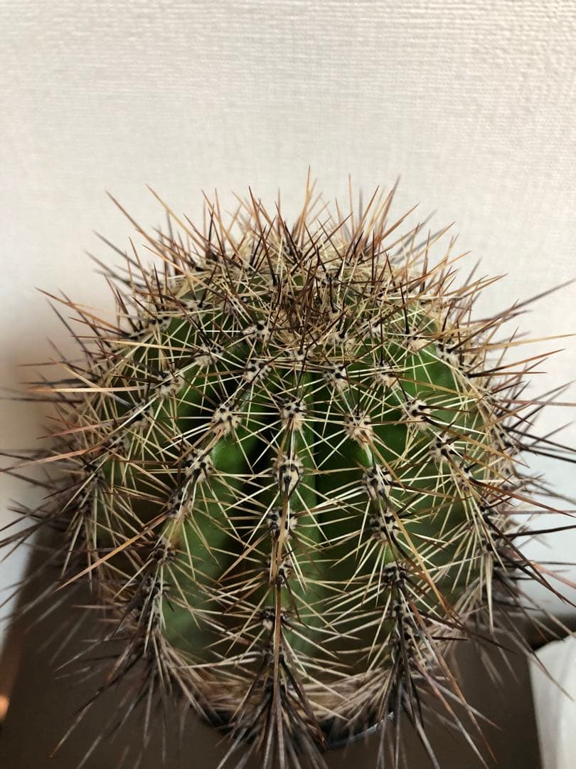 弁慶柱 Carnegiea gigantea ドライガーデン向き 耐寒性有り - メルカリ