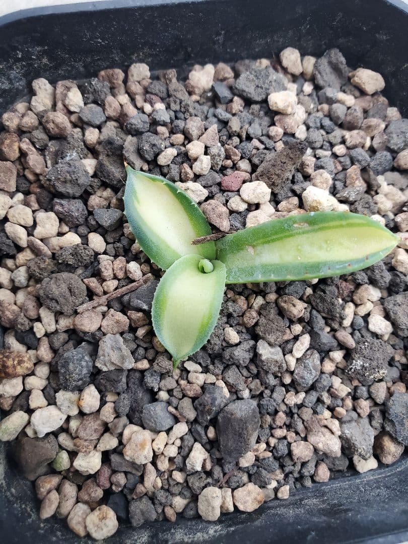 negi-mu　アガベ　パリー　トランカータ　中斑　子株