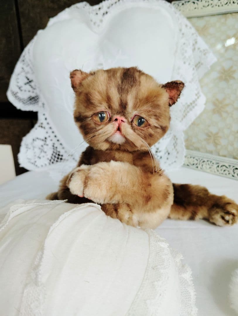 茶トラ♡エキゾチック子猫ちゃん♡高級ファー♡アートドール♡ぬいぐるみ♡