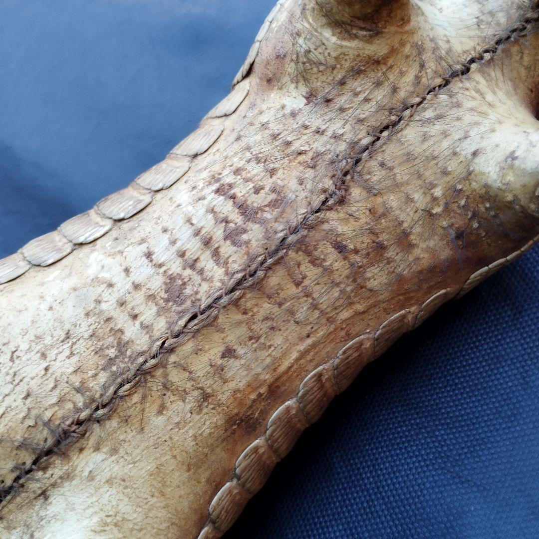 アルマジロ　剥製