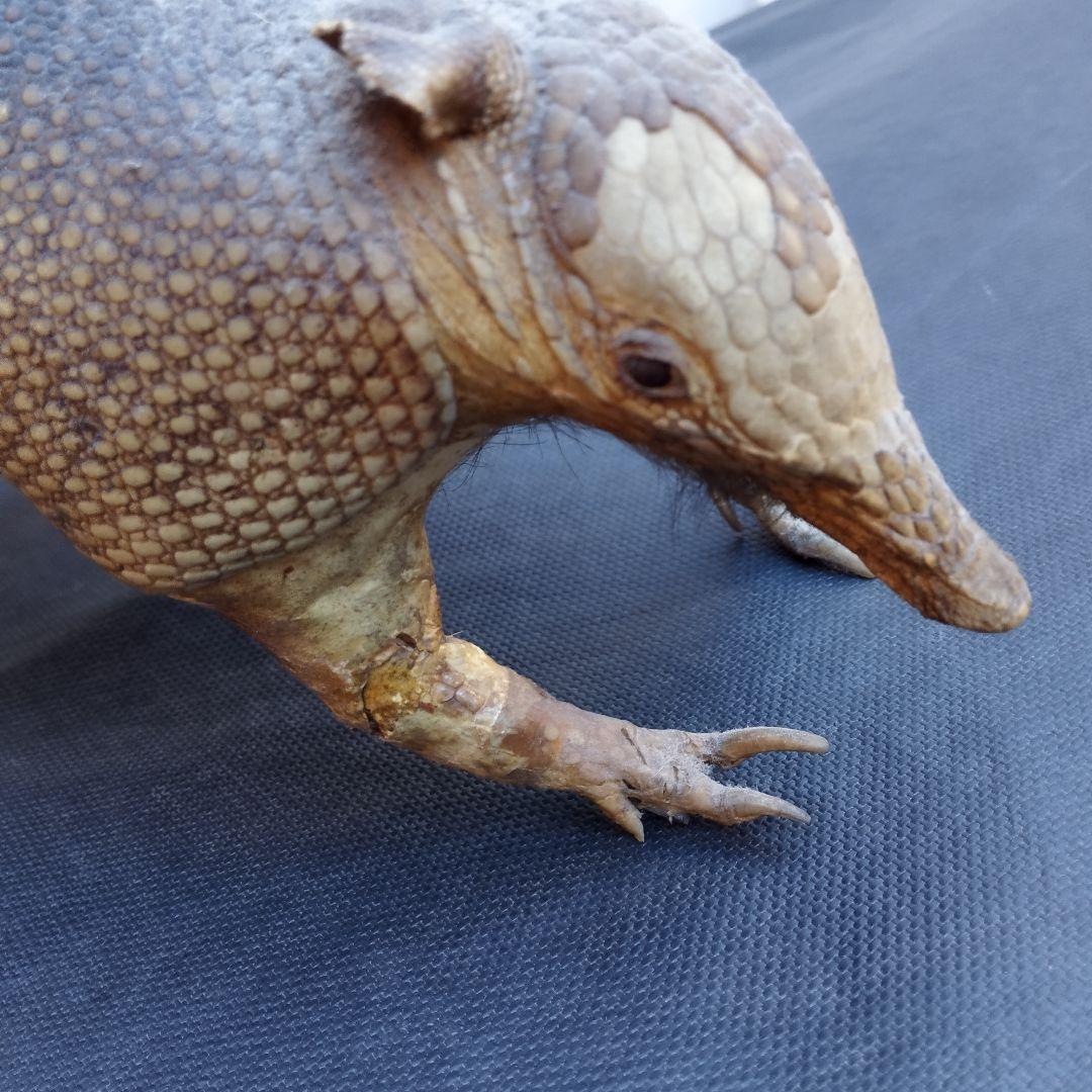 アルマジロ　剥製