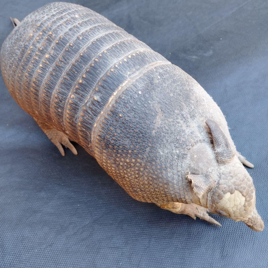 アルマジロ　剥製