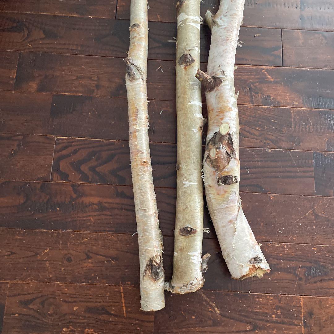 北海道　白樺の木　店舗用インテリア　雑貨　ディスプレイ