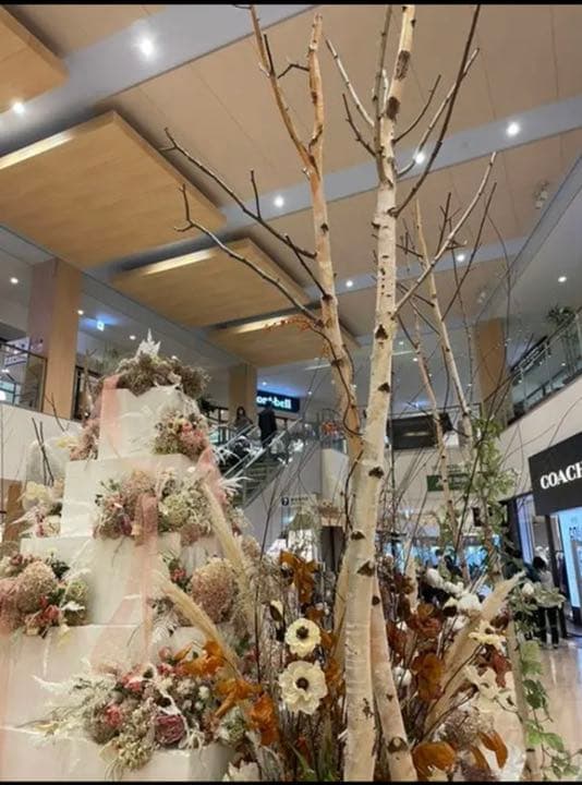 北海道　白樺の木　店舗用インテリア　雑貨　ディスプレイ