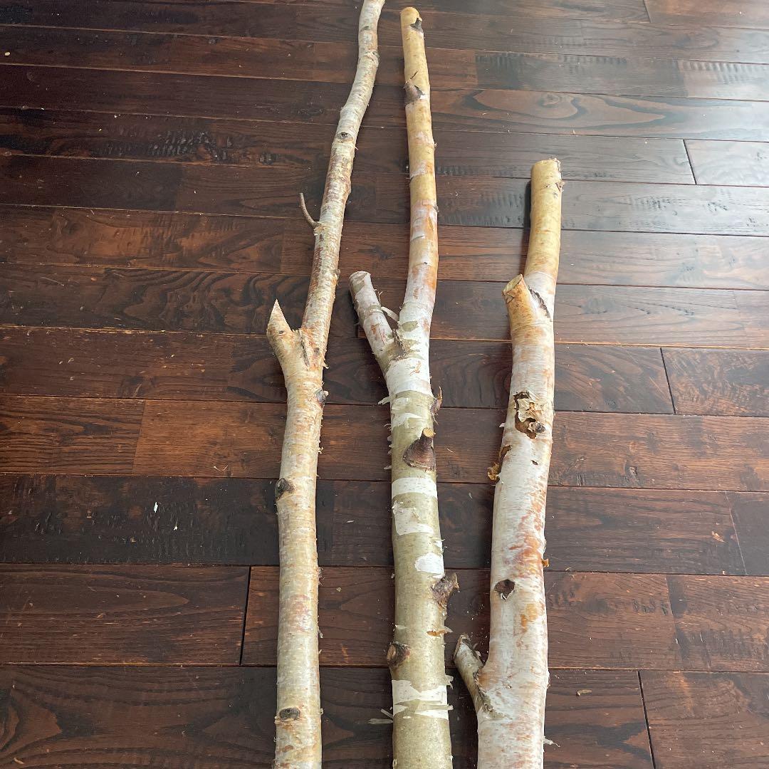 北海道　白樺の木　店舗用インテリア　雑貨　ディスプレイ