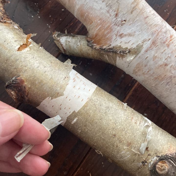 北海道　白樺の木　店舗用インテリア　雑貨　ディスプレイ