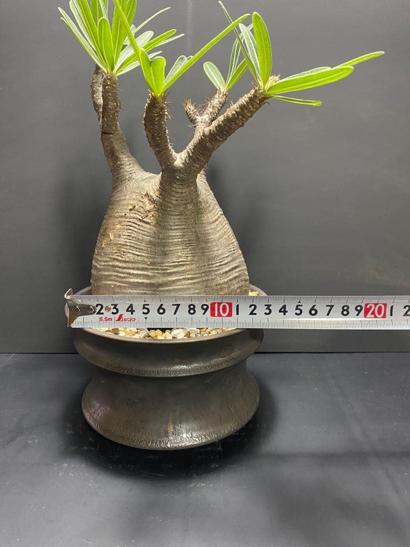 パキポディウム　グラキリス　現地球　コレクション株　良型株　鉢のまま発送