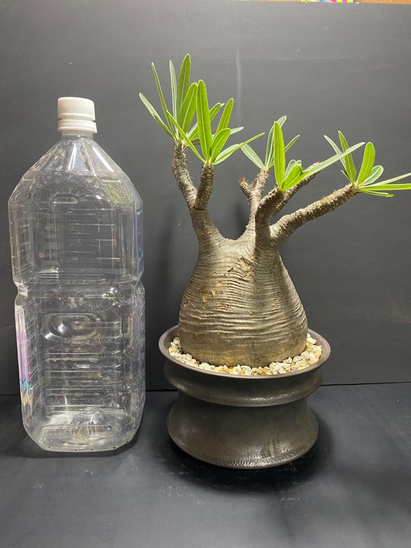 パキポディウム　グラキリス　現地球　コレクション株　良型株　鉢のまま発送