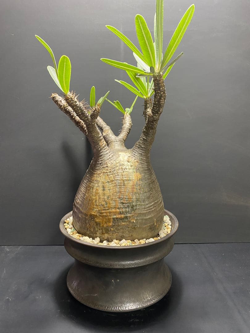 パキポディウム　グラキリス　現地球　コレクション株　良型株　鉢のまま発送