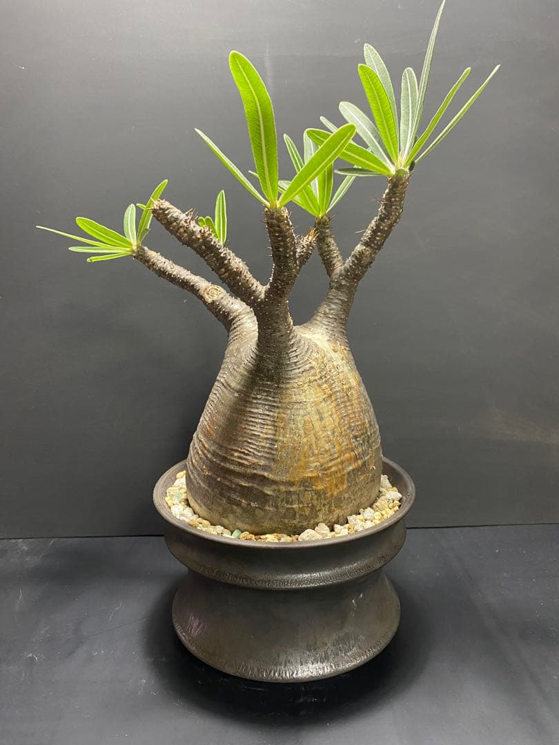 パキポディウム　グラキリス　現地球　コレクション株　良型株　鉢のまま発送