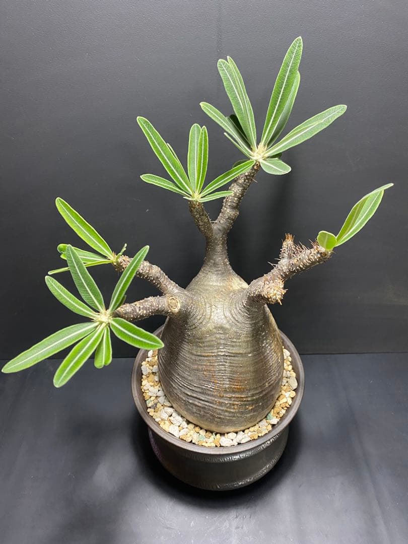 パキポディウム　グラキリス　現地球　コレクション株　良型株　鉢のまま発送