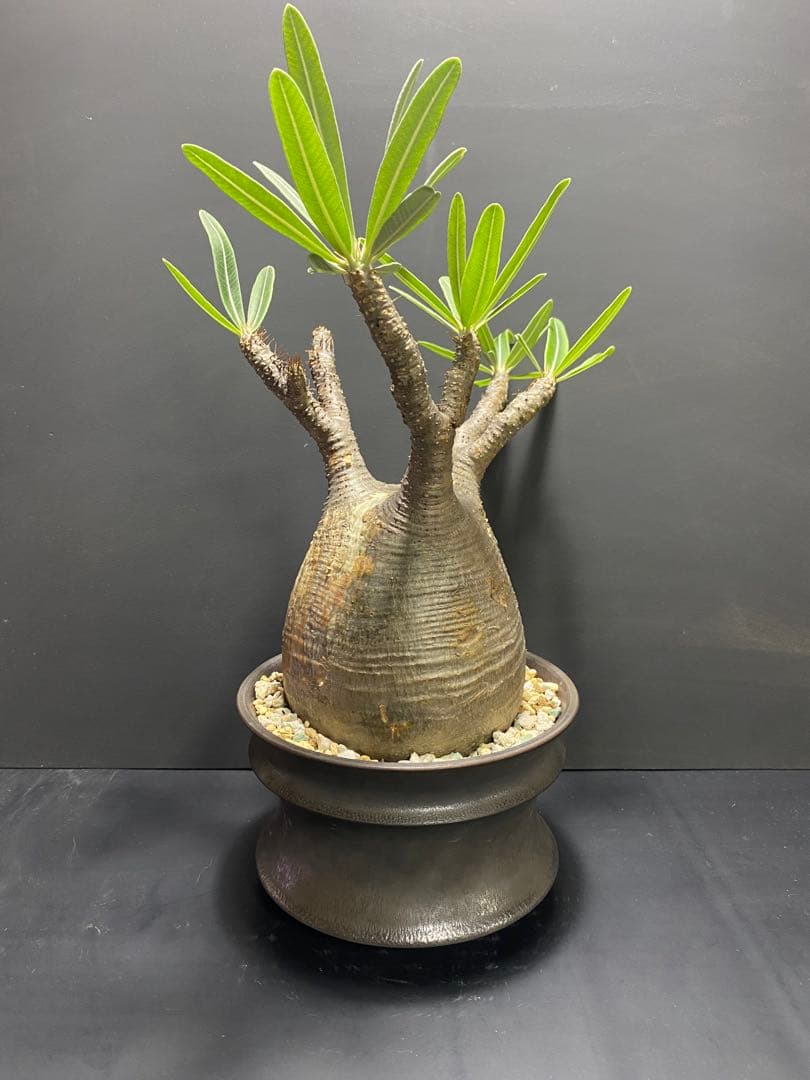 パキポディウム　グラキリス　現地球　コレクション株　良型株　鉢のまま発送