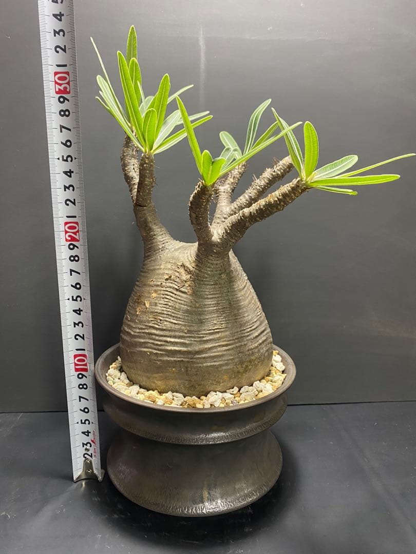 パキポディウム　グラキリス　現地球　コレクション株　良型株　鉢のまま発送