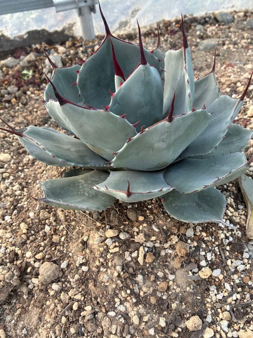 最終　本日限定　優秀株　パリー　パリートランカータ