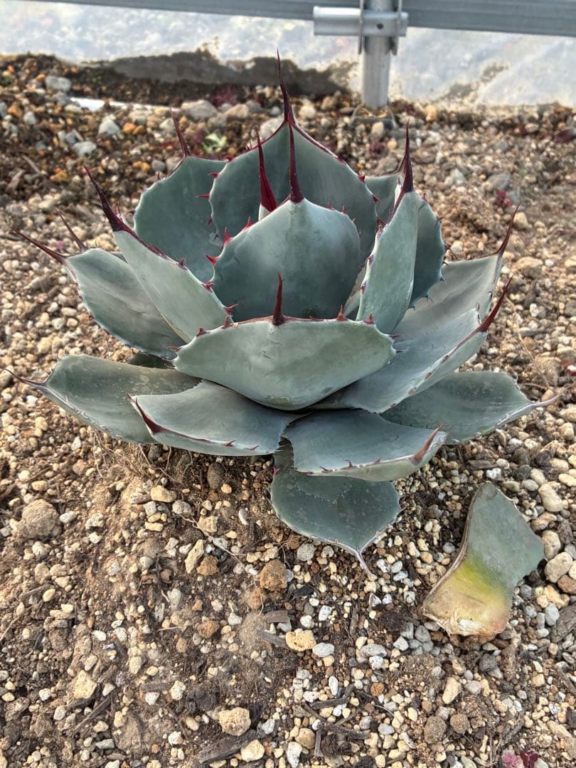 最終　本日限定　優秀株　パリー　パリートランカータ