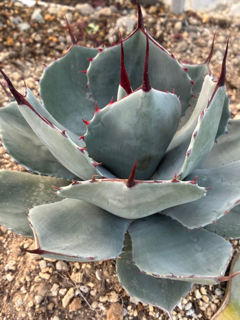 最終　本日限定　優秀株　パリー　パリートランカータ