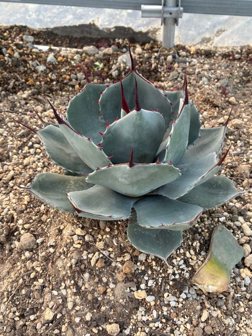 最終　本日限定　優秀株　パリー　パリートランカータ