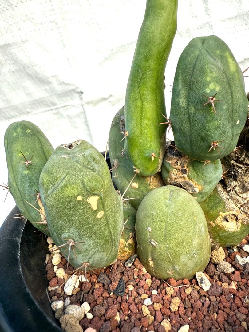 ❣️サボテン 成程柱 レア❣️