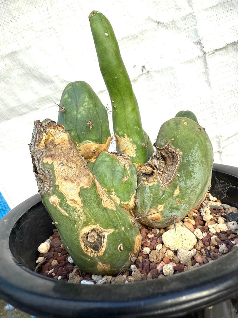 ❣️サボテン 成程柱 レア❣️