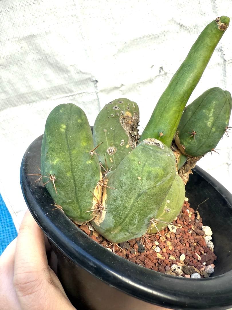 ❣️サボテン 成程柱 レア❣️