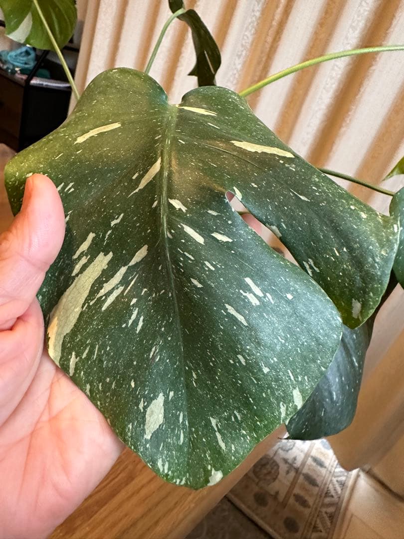 観葉植物☆斑入りモンステラ　お値下げ