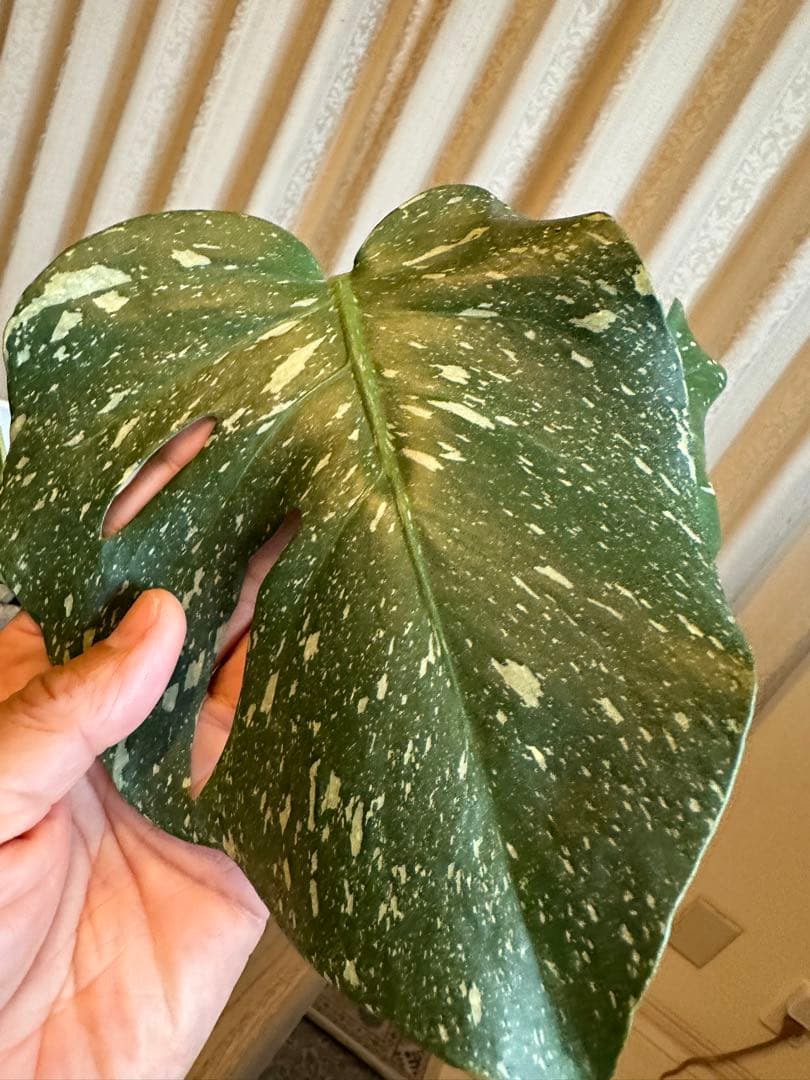 観葉植物☆斑入りモンステラ　お値下げ