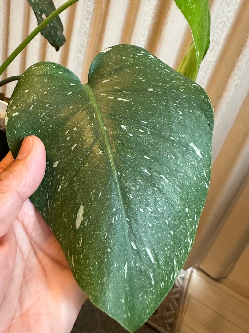 観葉植物☆斑入りモンステラ　お値下げ