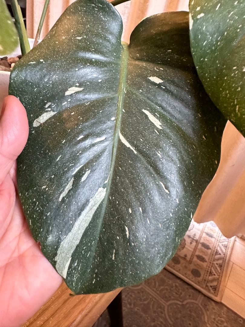 観葉植物☆斑入りモンステラ　お値下げ