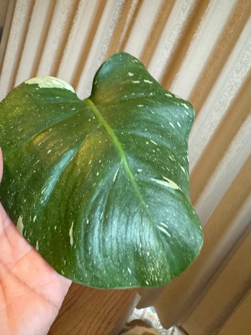 観葉植物☆斑入りモンステラ　お値下げ