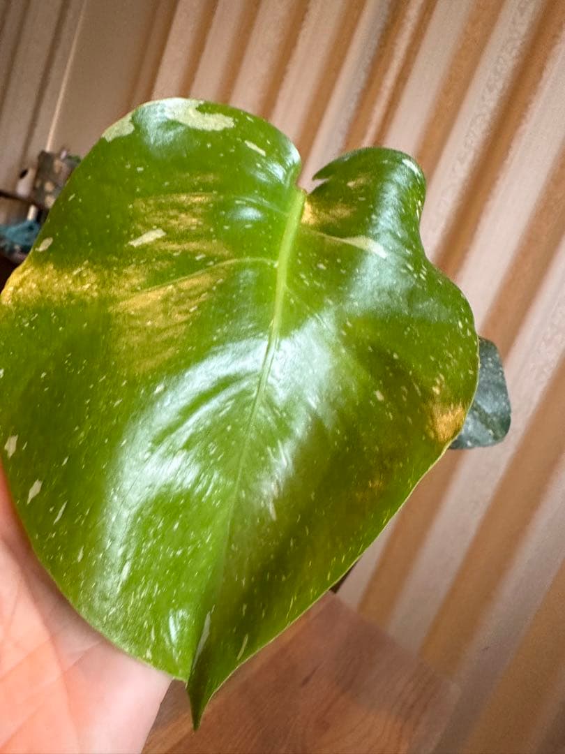 観葉植物☆斑入りモンステラ　お値下げ