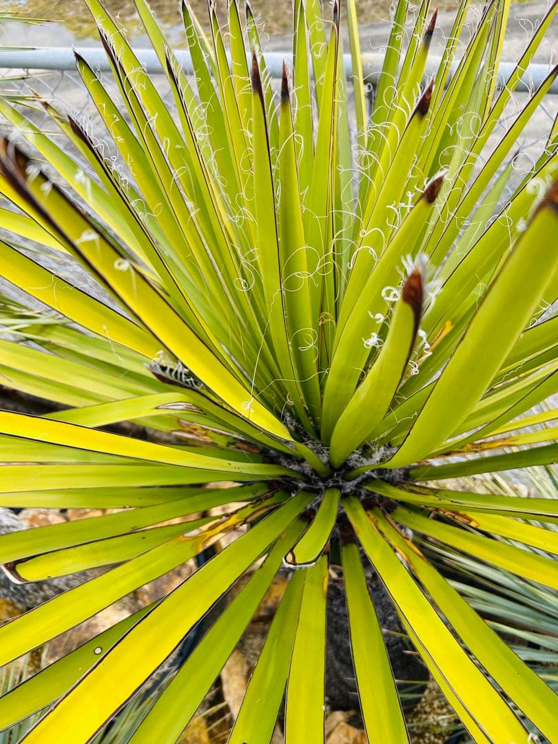 美株 ユッカファクソニアーナ　極太即戦力株