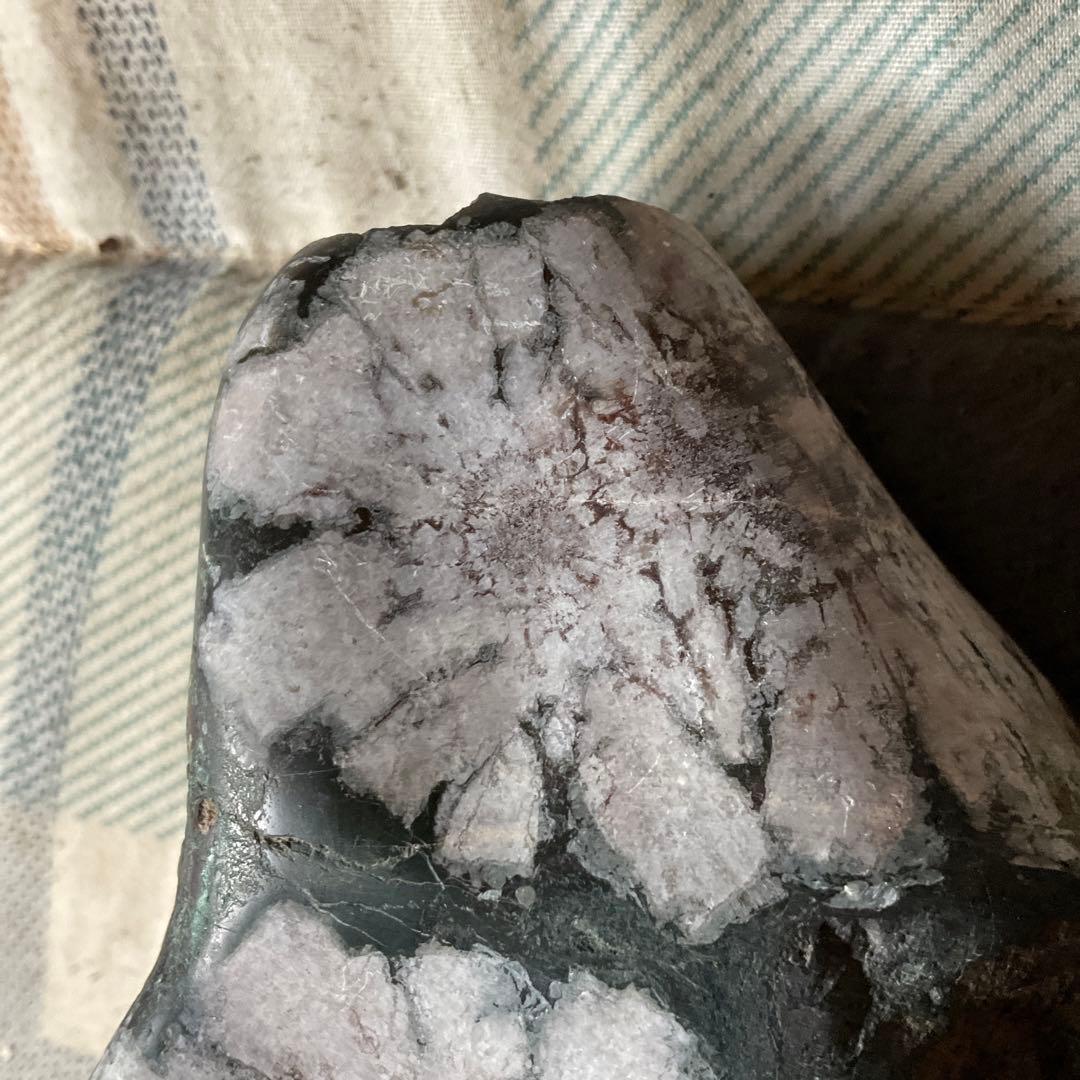 菊花石　根尾川産地物　台座無し　0.8kg 【産地物　極上美品　インテリアに】。