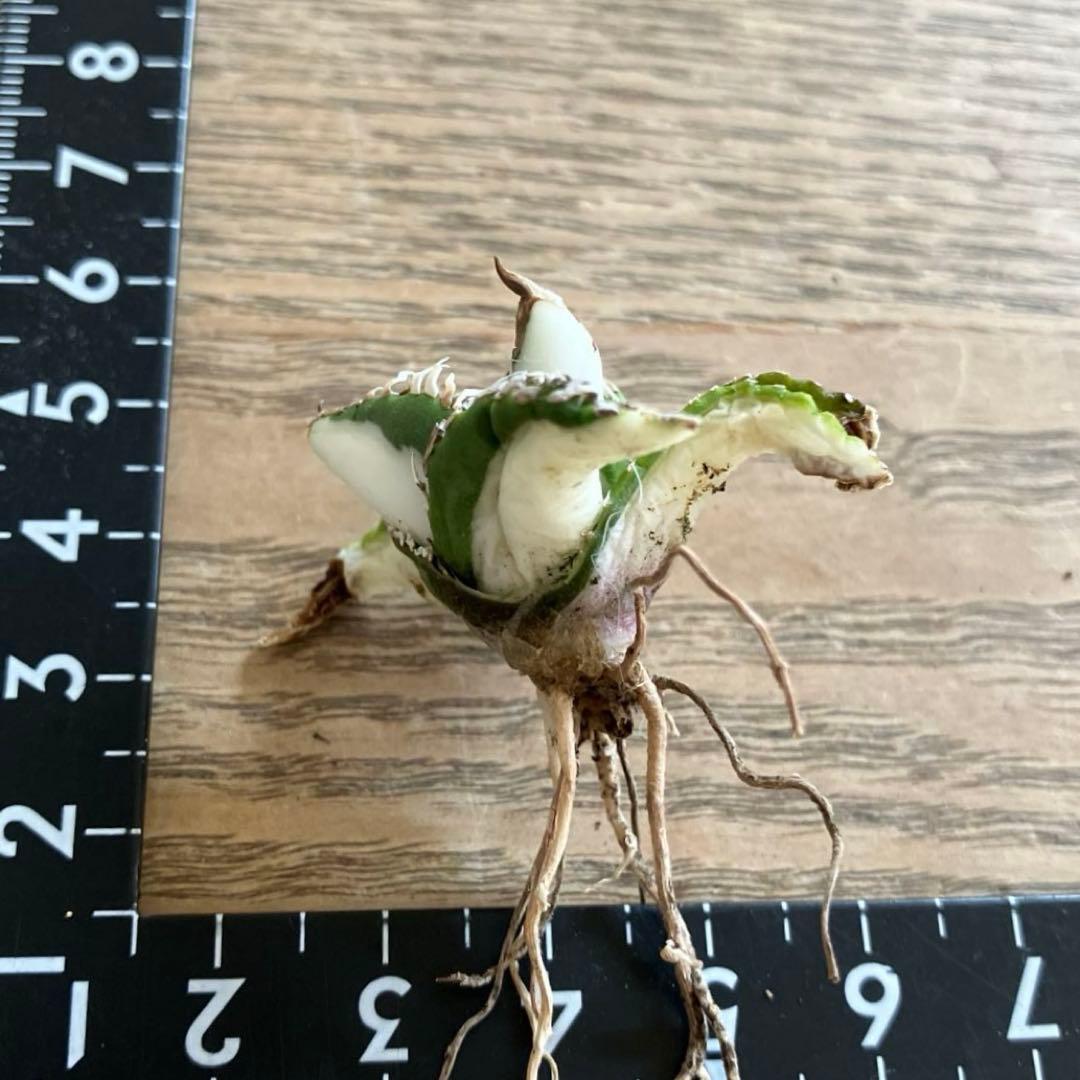 初出品【匿名配送】①選抜 強鋸歯 アガべ チタノタ SAD錦 白中斑 TC