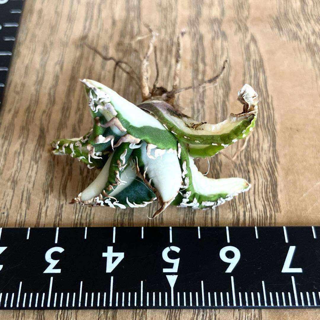 初出品【匿名配送】①選抜 強鋸歯 アガべ チタノタ SAD錦 白中斑 TC